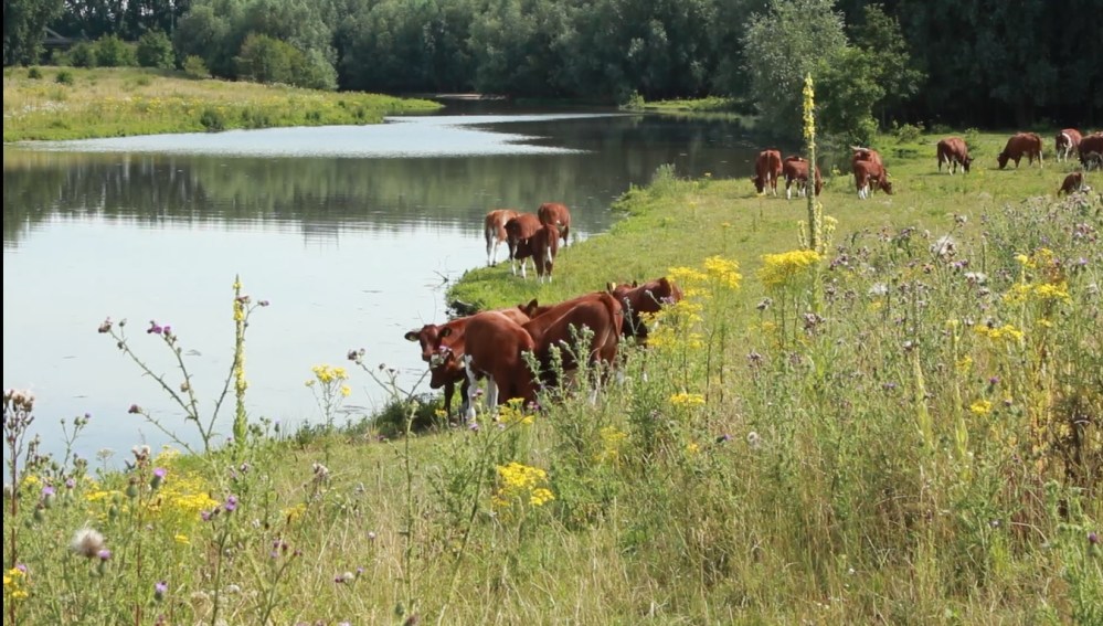 Koeien in de uiterwaarden van de Maas