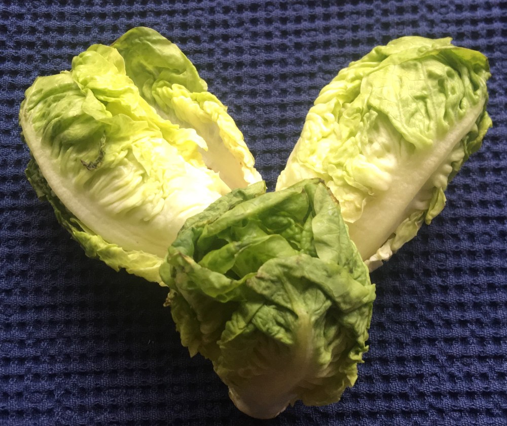 Little Gemsla-IMG_0896 (2)