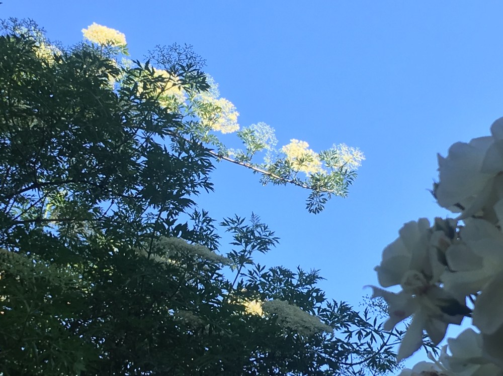 Vlierbloesem_IMG_5904