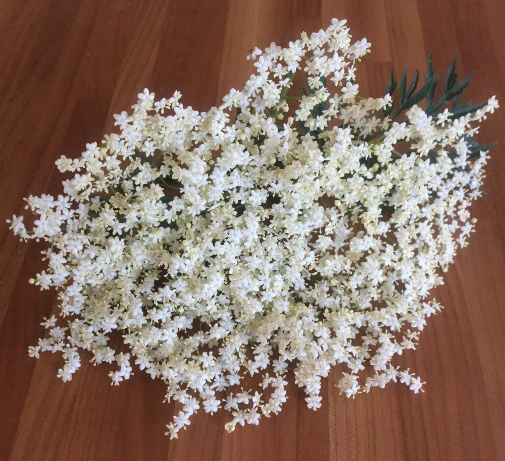 Vlierbloesem_IMG_5909