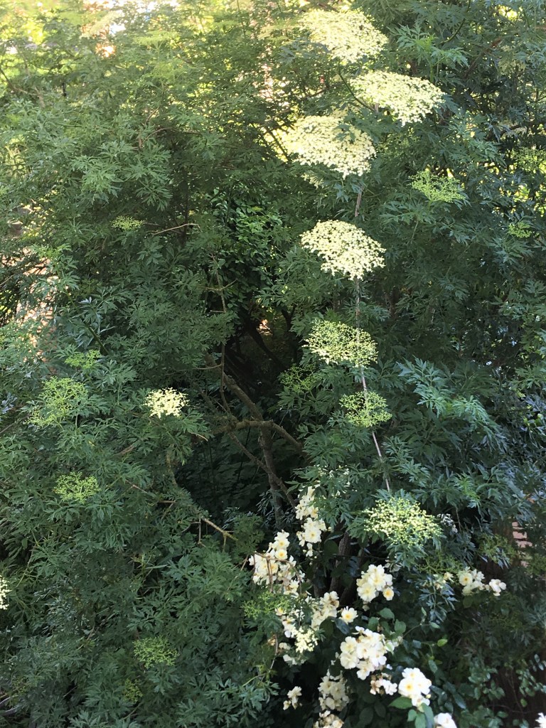 Vlierbloesem_IMG_5922