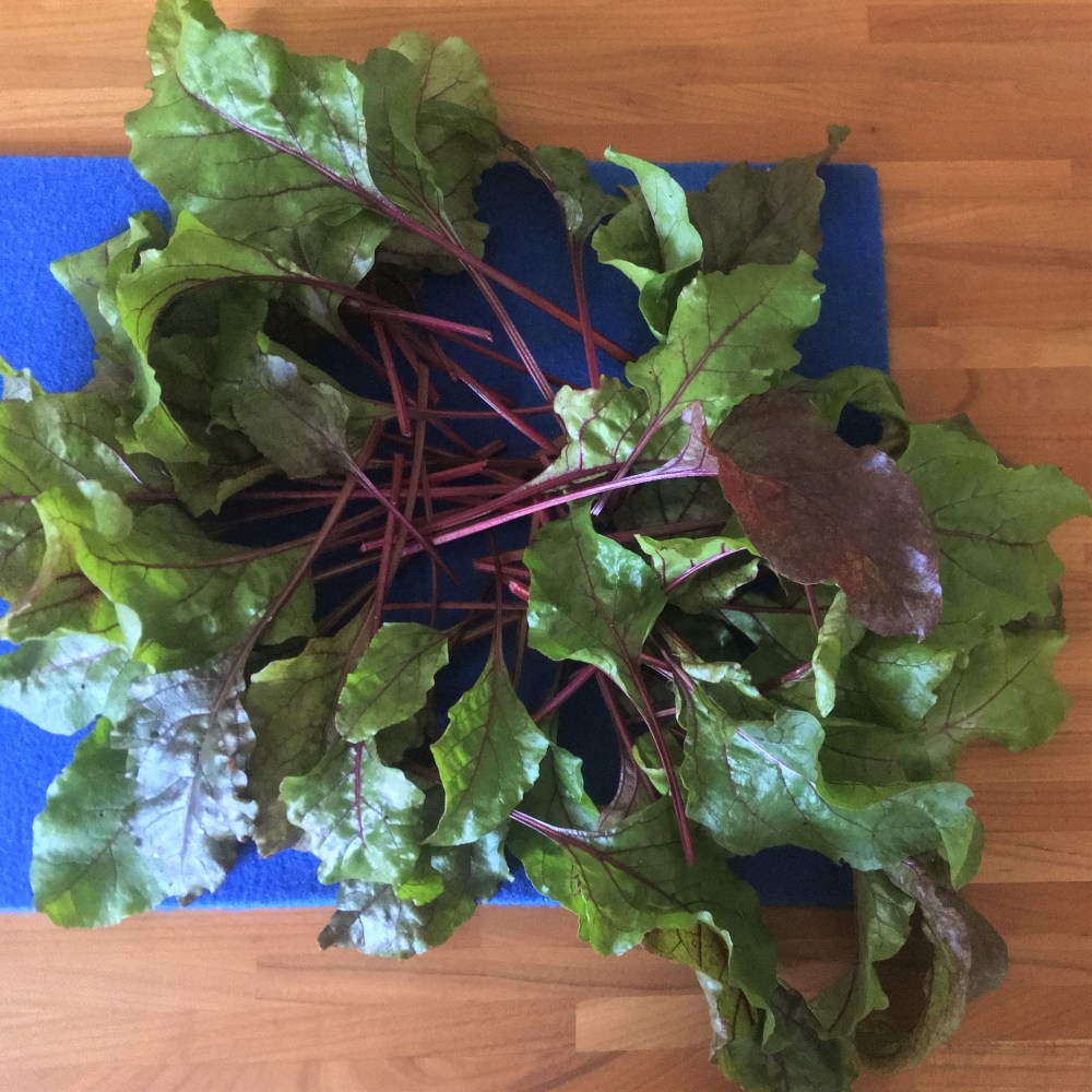 Moestuin Bietenblad_IMG_6434