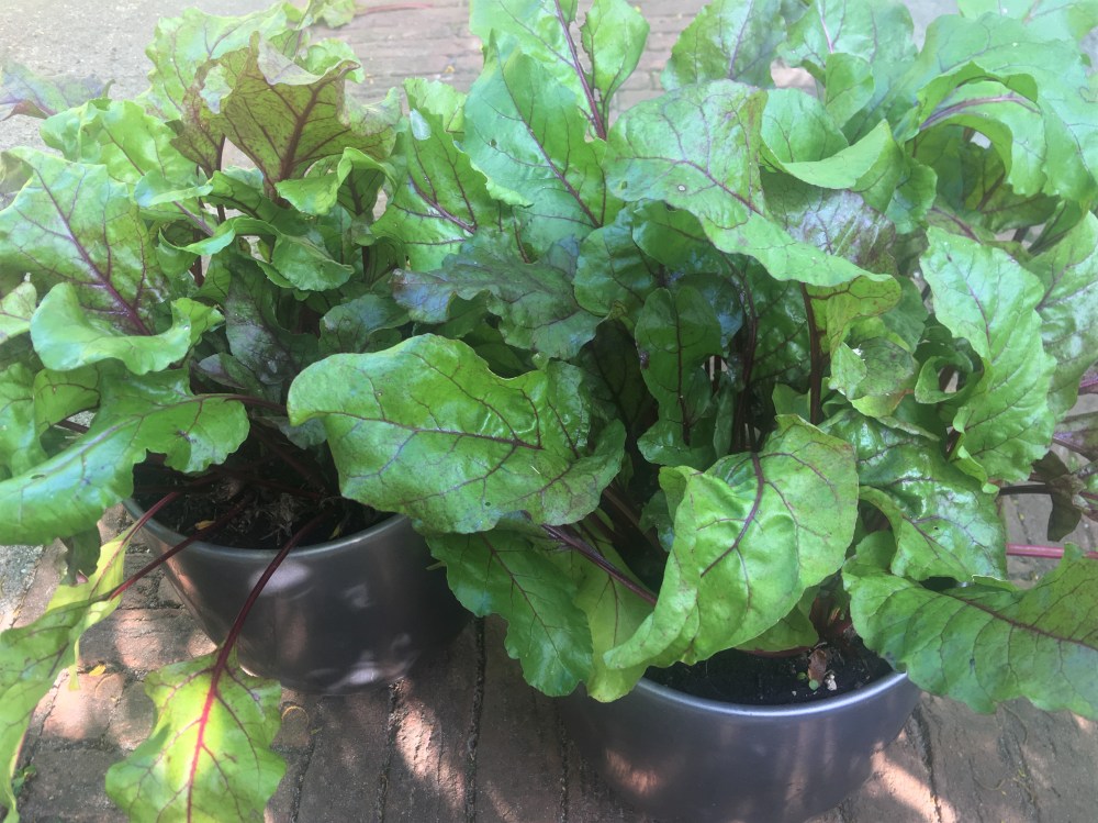 Moestuin Bietjes_IMG_6408