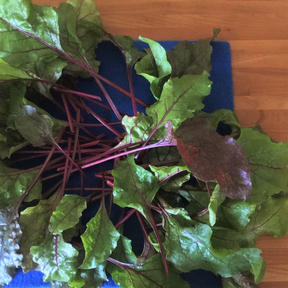 Moestuin Bietenblad_IMG_6434 (2)